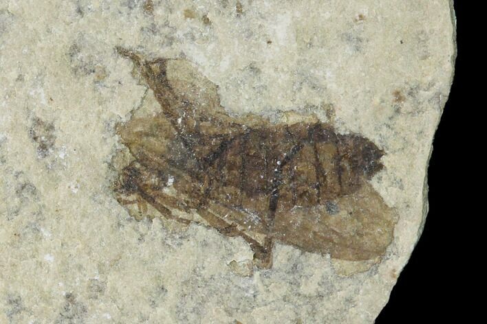 Fossil March Fly (Plecia) - Green River Formation #138473